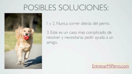 Como Enseñar a un Perro a Traer la Pelota
