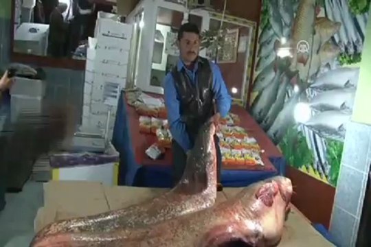 Gölde 100 kiloluk dev yakalandı