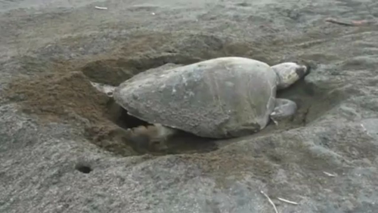 Ecovolontariat au Mexique avec Projects Abroad