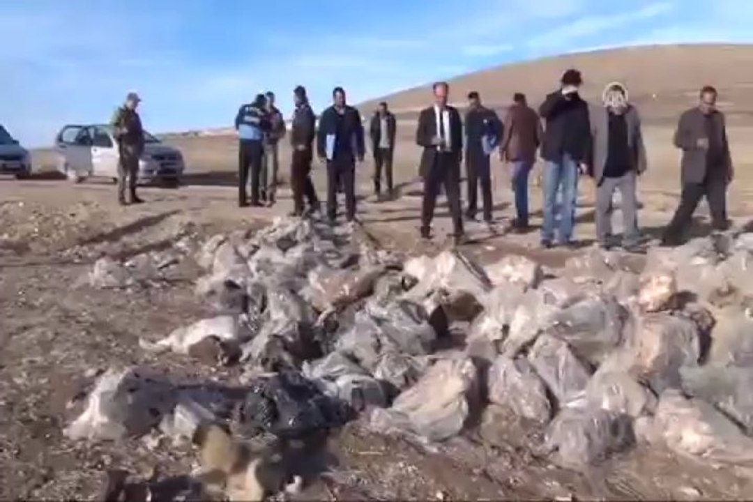 Çok sayıda hayvan kafası bulundu