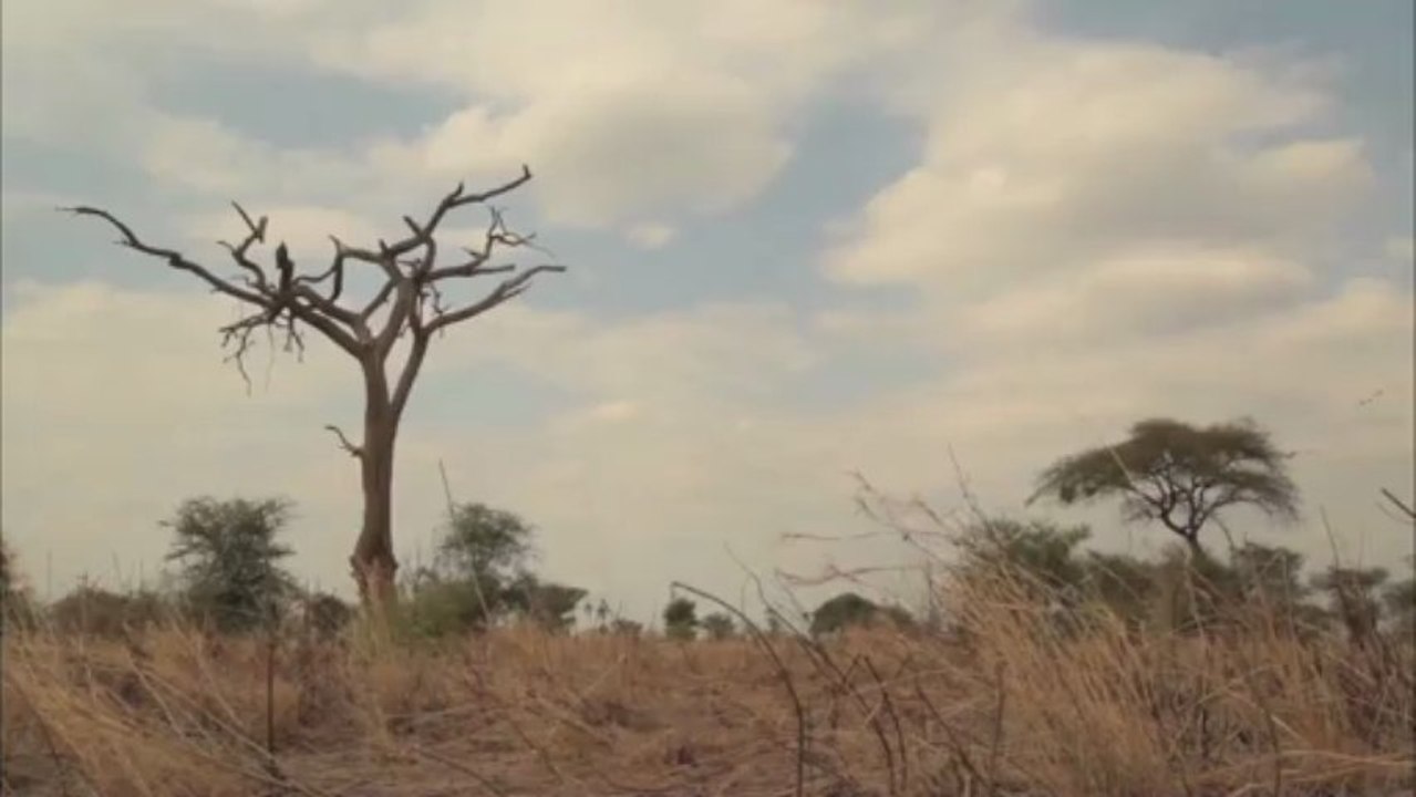 Six Feet Under the Savanah (2013) teaser