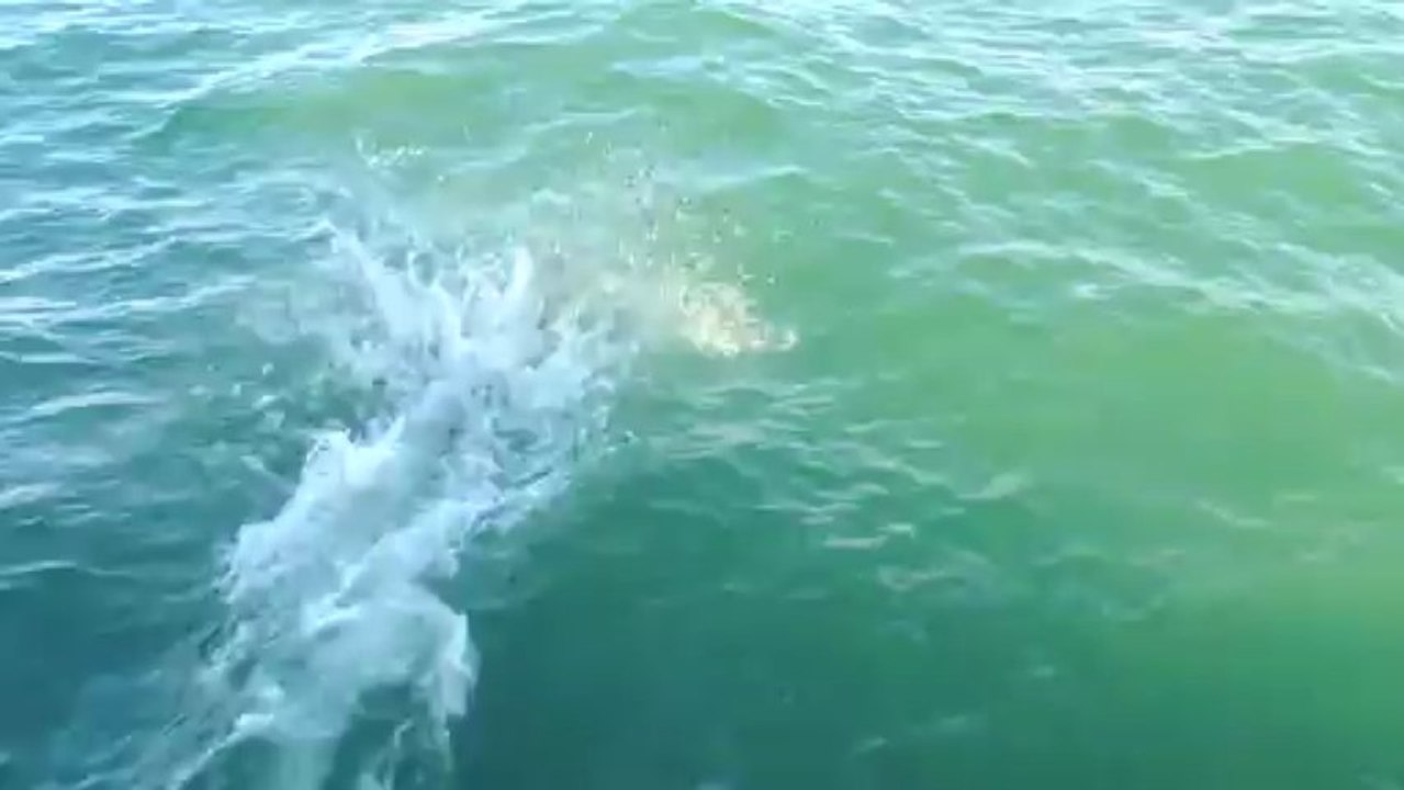 De grands dauphins jouent devant l'étrave du trois mâts Marité - 18 mars 2013