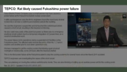 Fukushima: un rat pourrait avoir causé la grave panne d'électricité