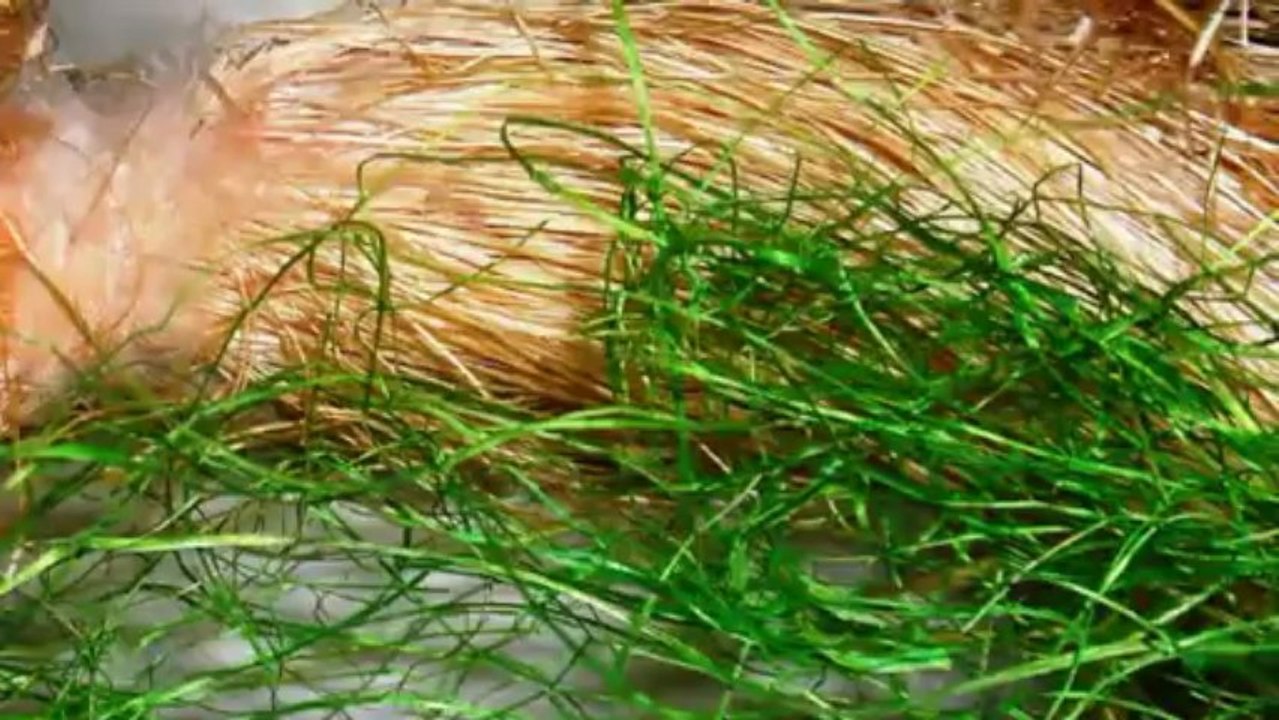 Wielkanoc 2013 życzenia