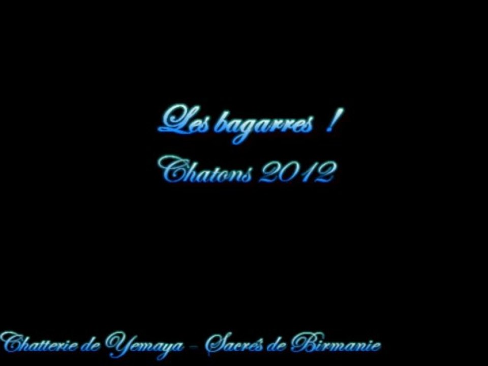 Chatons Sacrés de Birmanie - Les bagarres