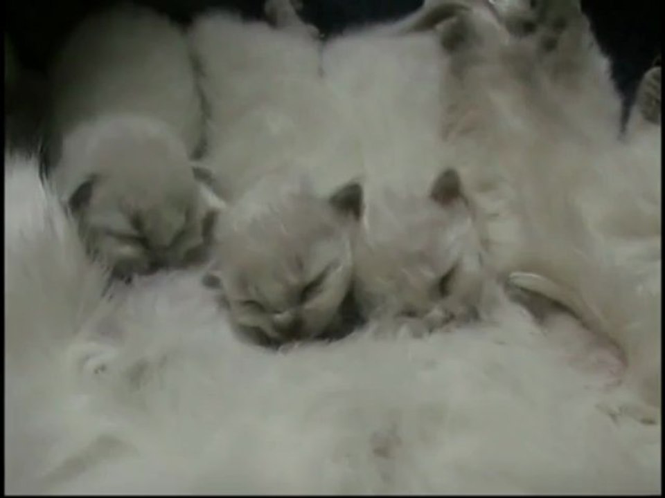 Chatons Sacrés de Birmanie 2012 - Premiers jours