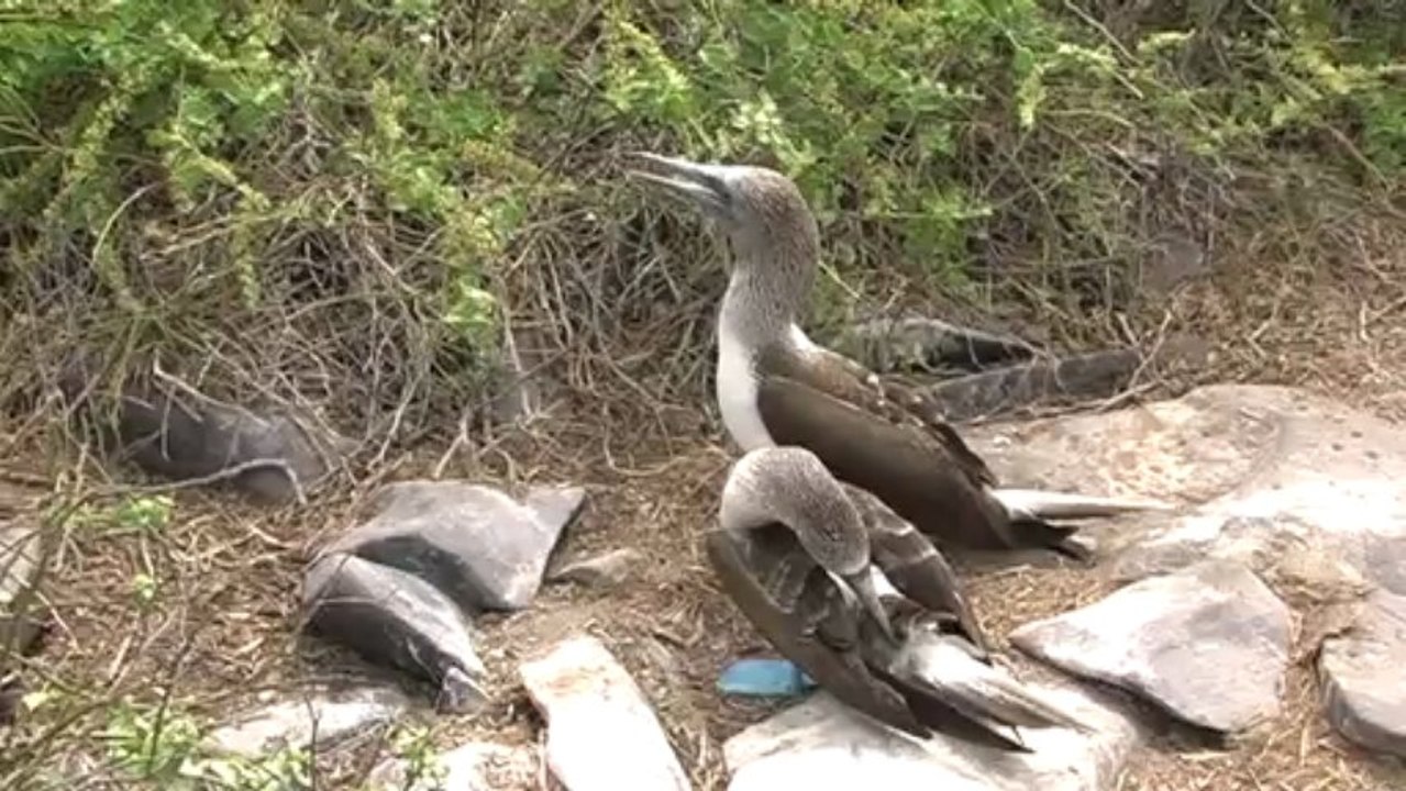 Dag 13: Galapagos: Punta Suarez - Gardner Bay 4/11/12
