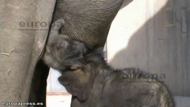 La cría de elefante pasea por el Zoo de Madrid