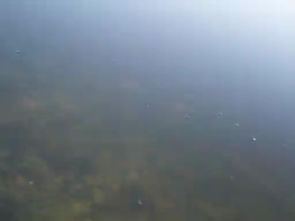 Black Bass  Pyrénées Orientales Perpignan