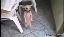 Cachorro dançando Ah le lek lek lek...