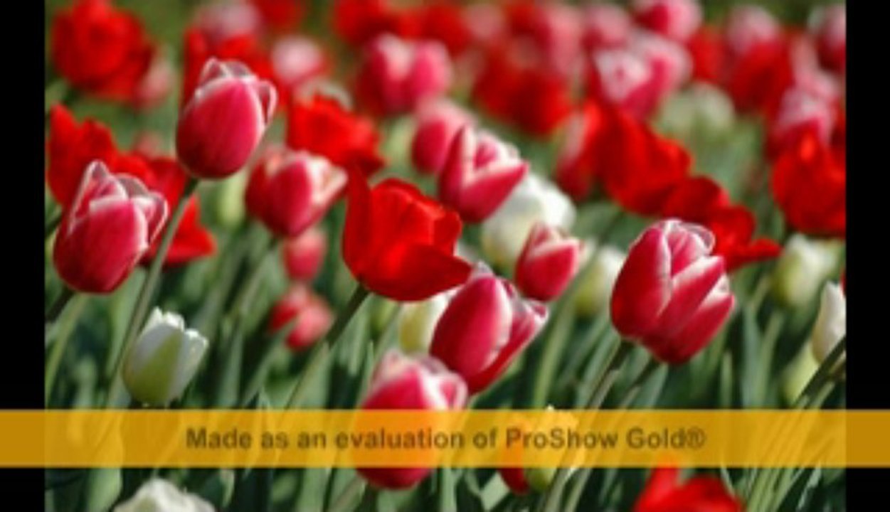 ALİ TEMEL CEYLAN GÖZLÜM