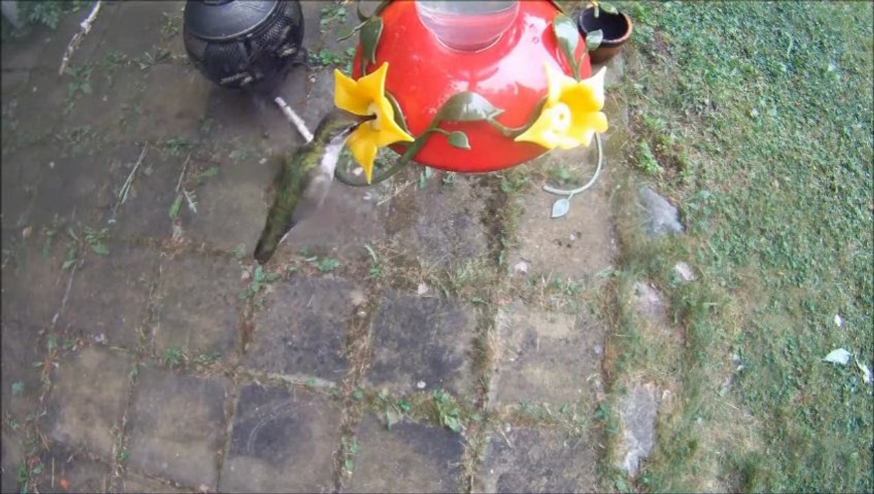 Colibris femelle puis mâle