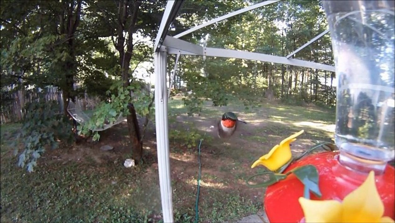 Colibri en ralenti