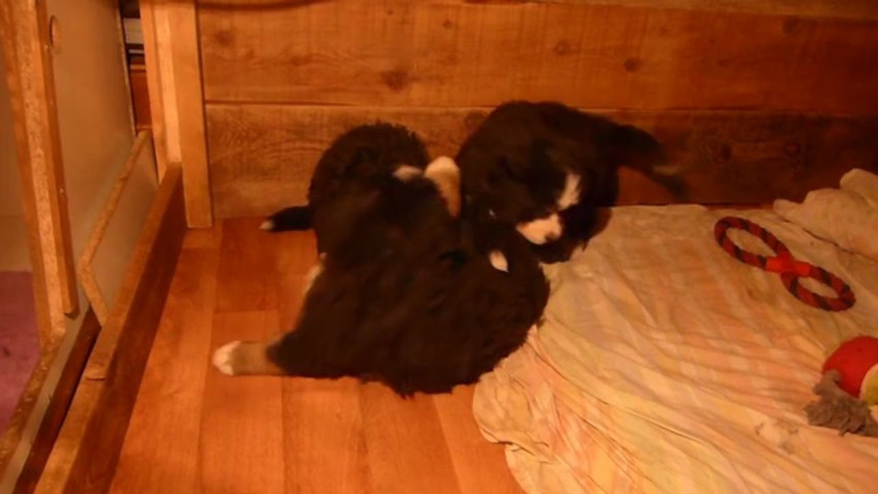 21 mars jeux entre les 3 mâles (orange, turquoise, vert)