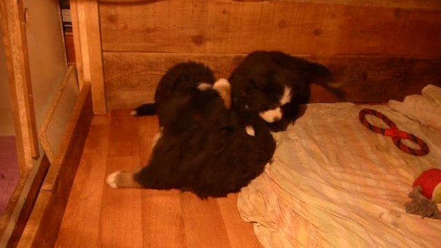 21 mars jeux entre les 3 mâles (orange, turquoise, vert)