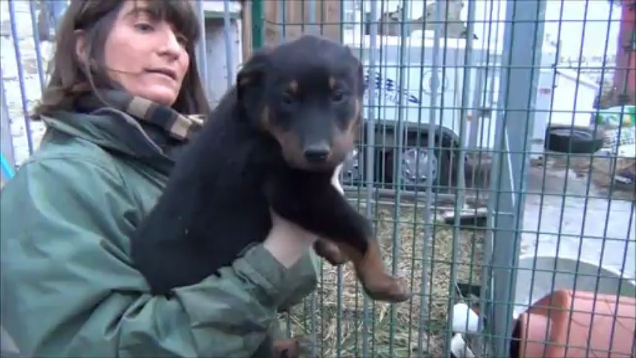 chiots empreinte x famas.