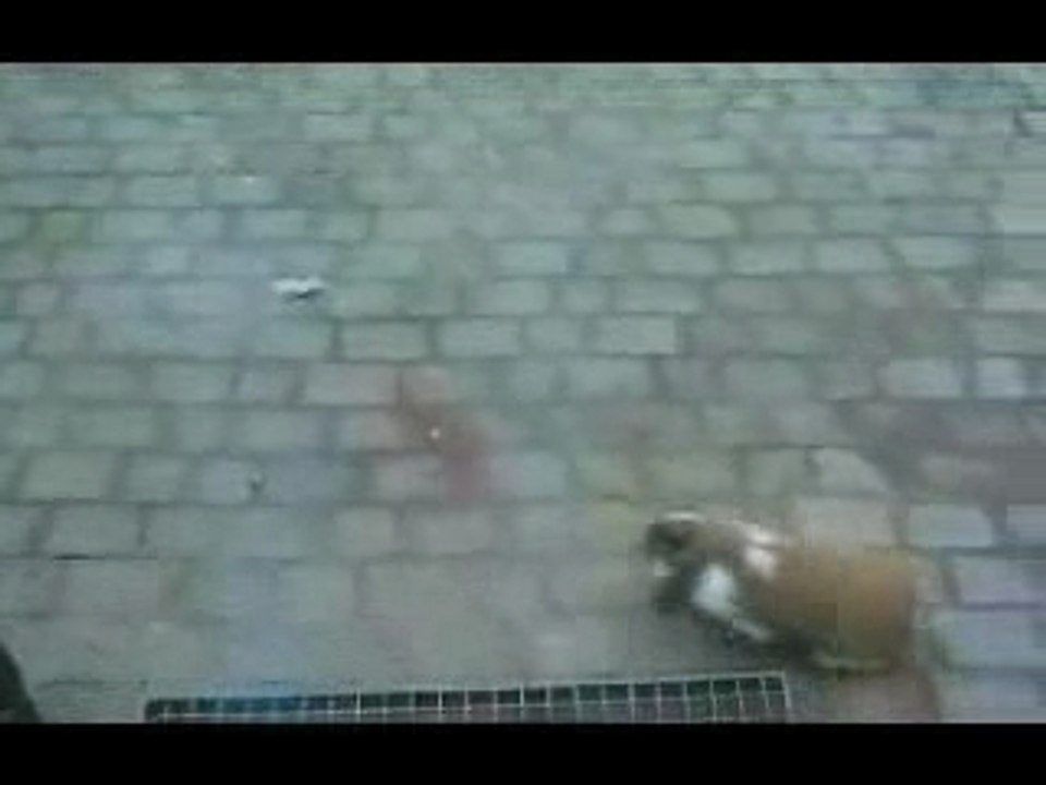 chat vs lapin