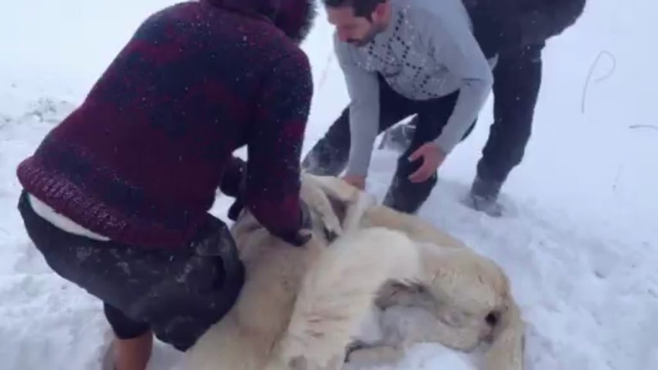 Erzurumdan Duman ve Yargıç