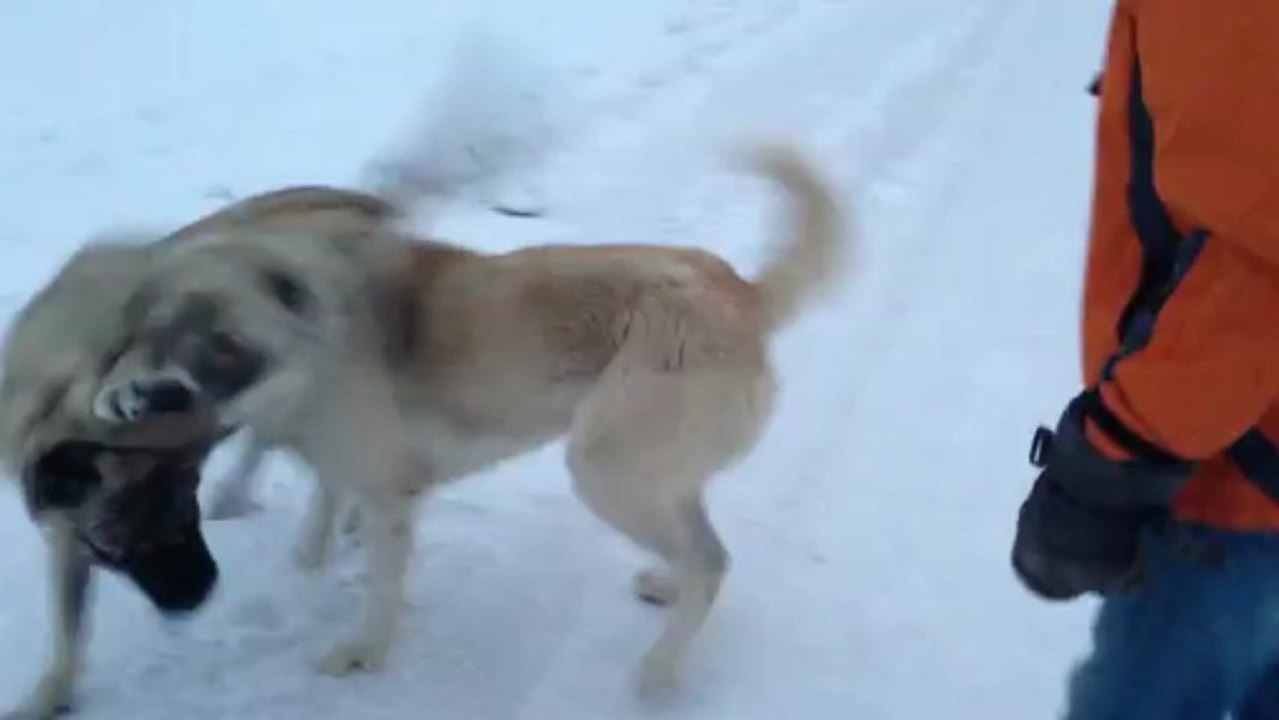 Erzurumdan Duman ve Pusat