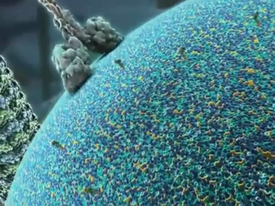 Harvard Cell Animation in English