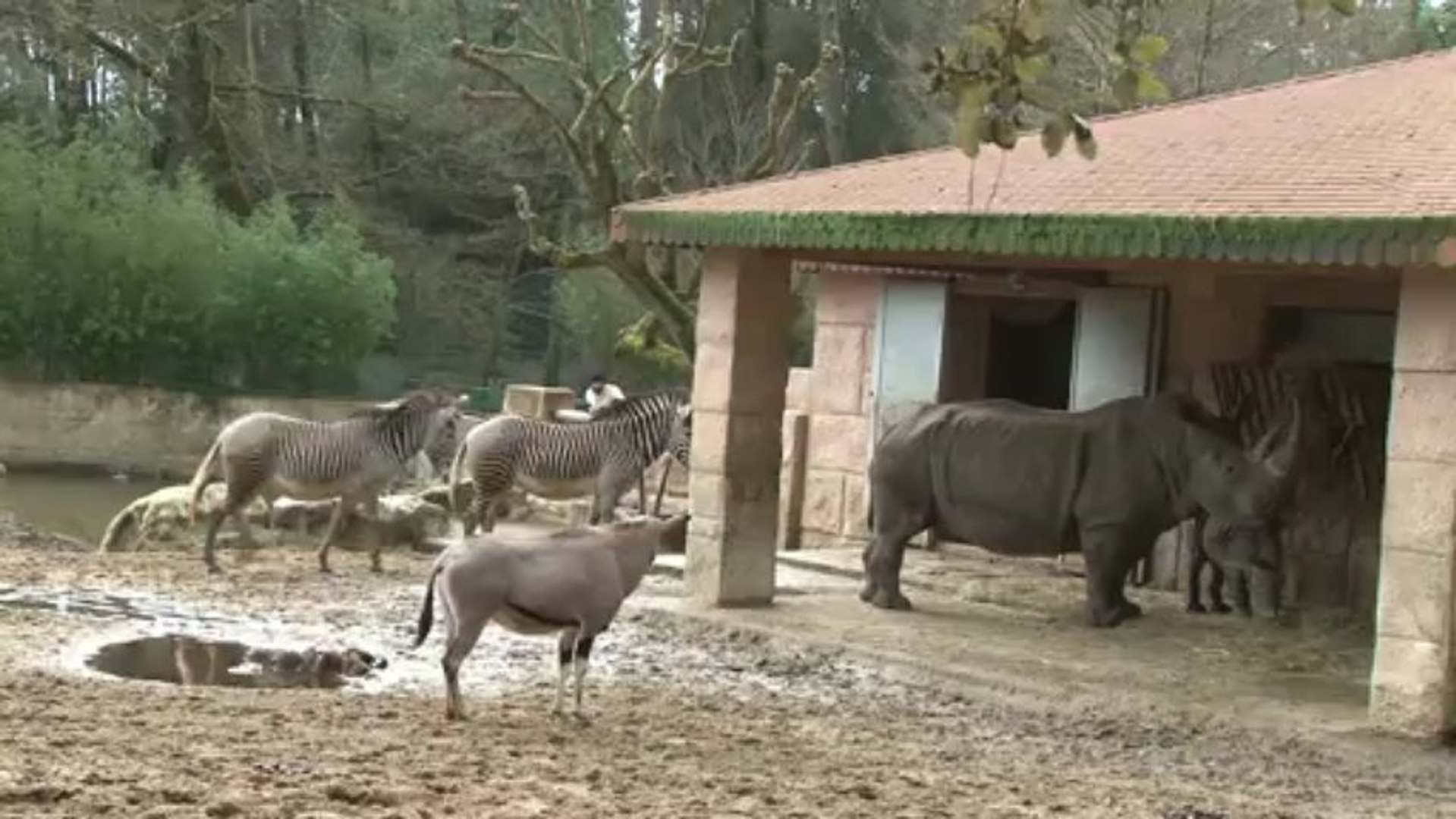 Mise en contact bébé rhinocéros, zèbres et oryx