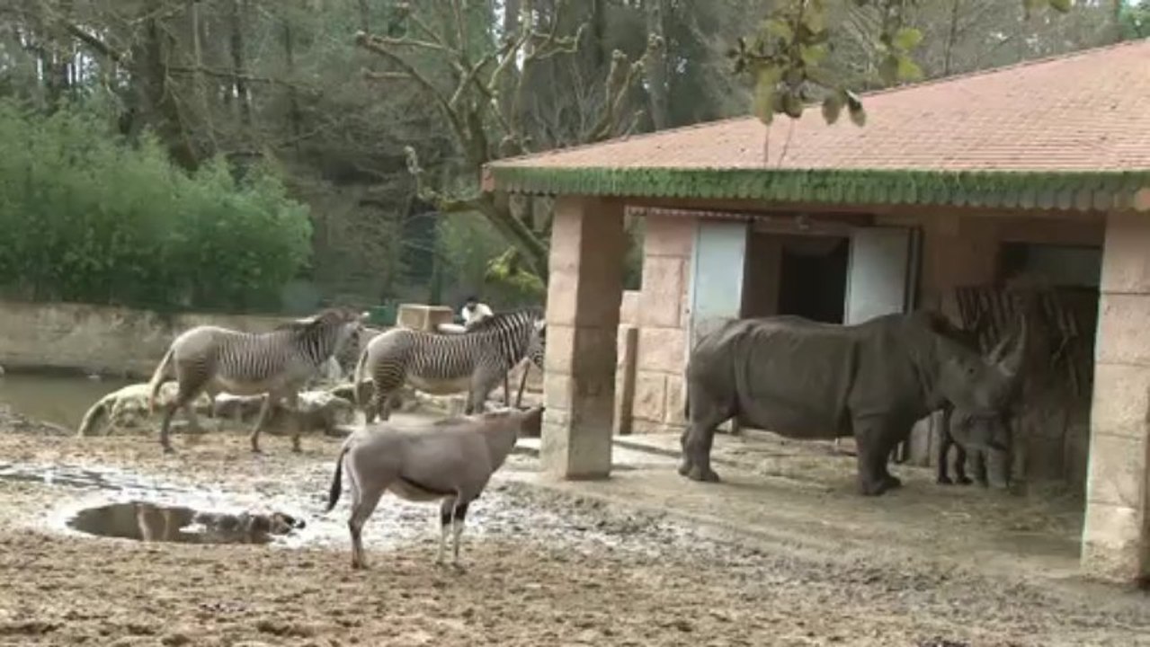 Mise en contact bébé rhinocéros, zèbres et oryx