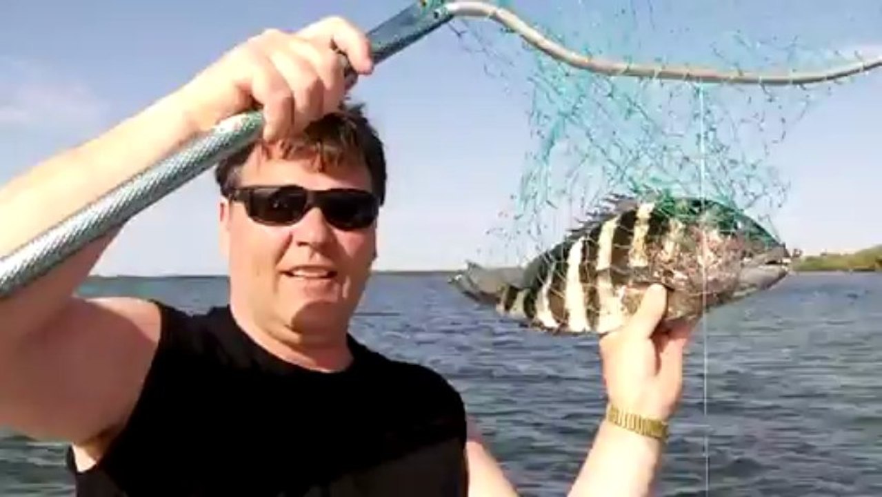 Poisson avec des dents