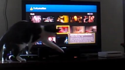 Funny Cat attacks TV