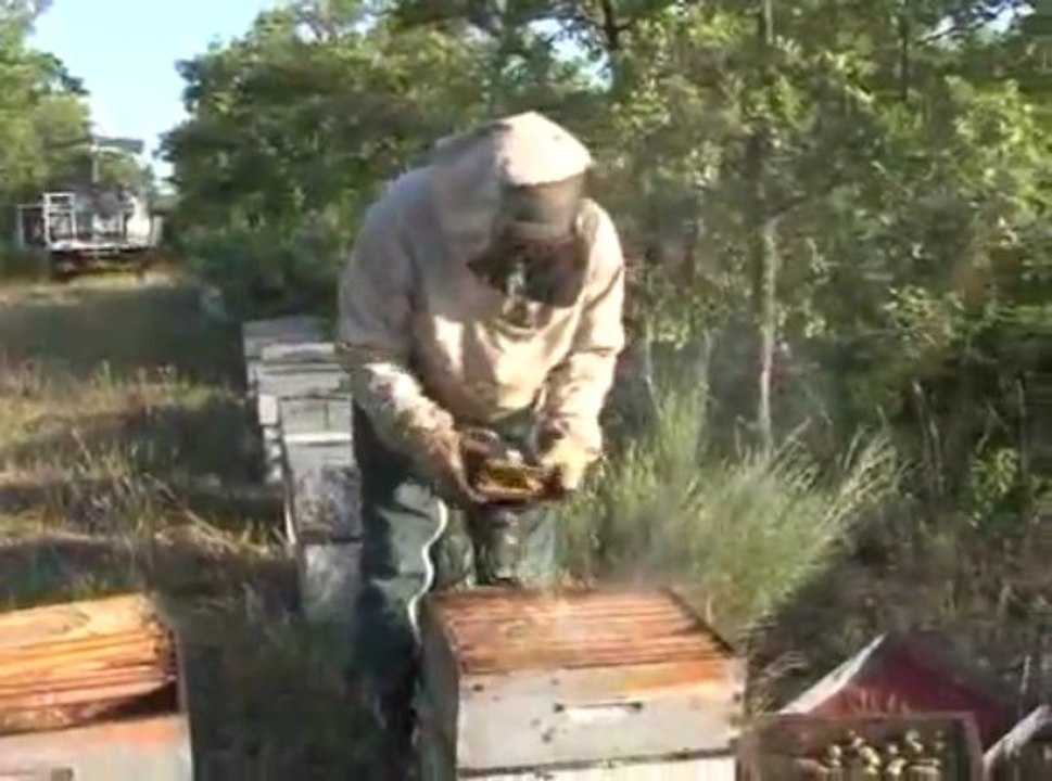 transhumance abeilles