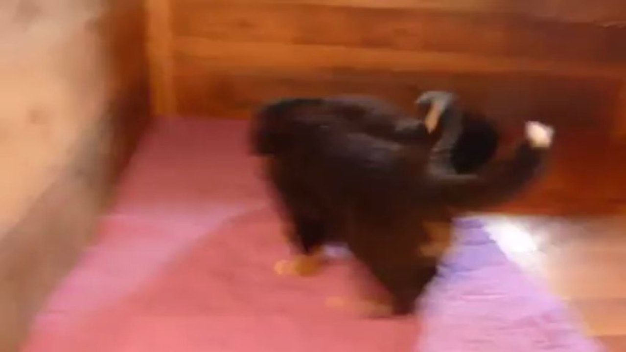 22 mars suite jeu (bébé vert et bébé rouge)