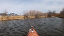 Kayaking: Osoyoos Oxbows Redwinged Blackbirds LOG:March13th2013