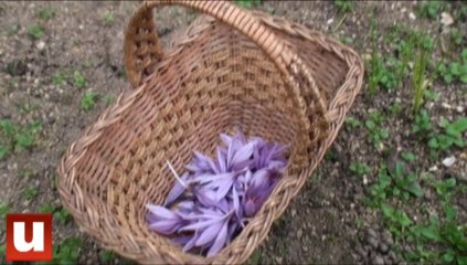 De "l'or rouge" à Mourmelon-le-Grand