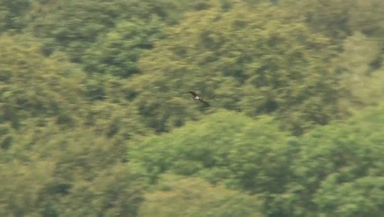 6e Conférence Internationale Cigogne noire