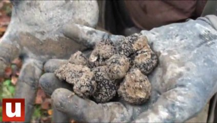 Truffe de la Champagne : le "joyau des bois"