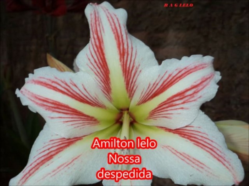 Amilton lelo nossa despedida