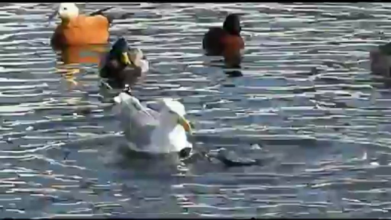 Чайкин обед