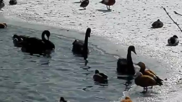 Черный лебедь хочет на берег