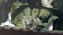 манул
