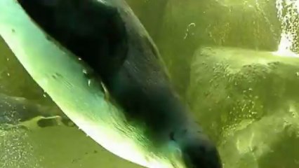 пингвин и солнечный зайчик