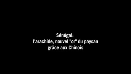 Sénégal: l'arachide, nouvel "or" du paysan grâce aux Chinois