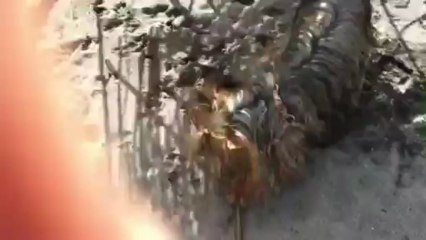 Özgür Ruhlu Deniz Kızı Shana