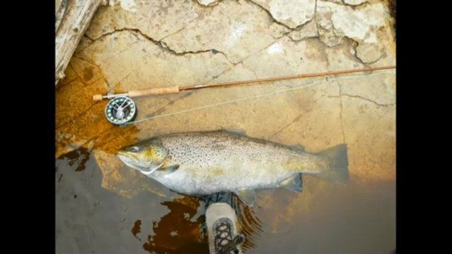 Upper Peninsula Michigan Fly Fishing 30 Pound Lake Run Brown Trout