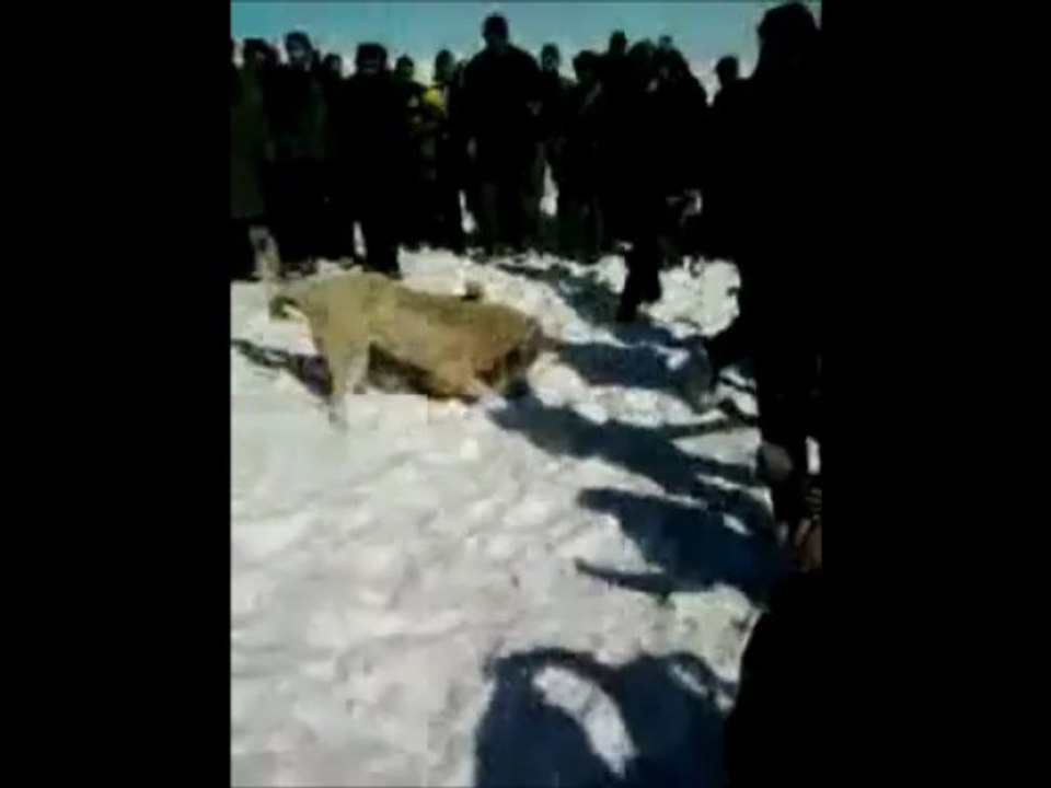 Erzurumdan Katil ve Reis