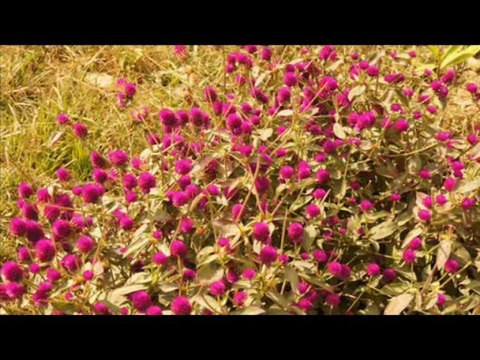 Nepal Travel, Nepal Tour.nepaltourstravel.com-Tour in Nepal, Travel in Nepal