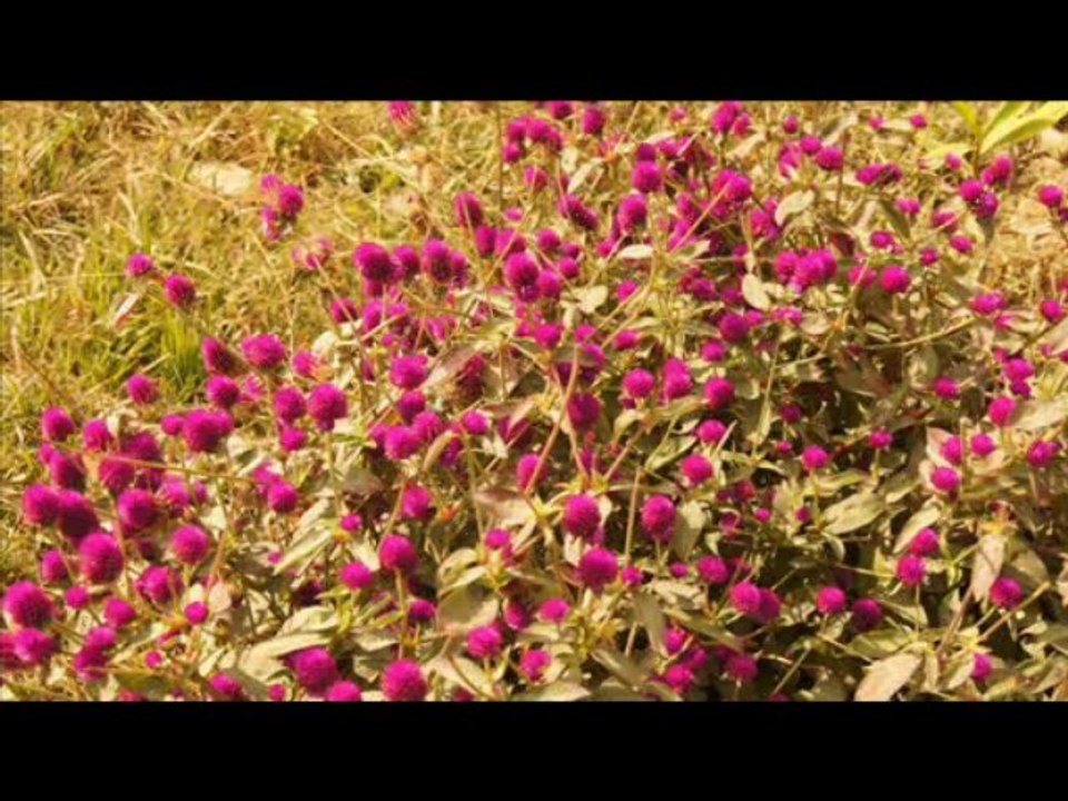 Nepal Travel, Nepal Tour.nepaltourstravel.com-Tour in Nepal, Travel in Nepal