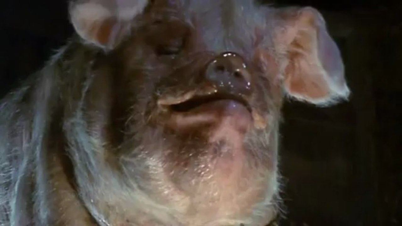 Animal Farm (1999) 1/6