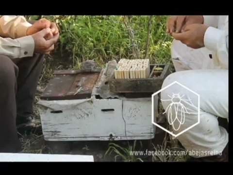 Criando abejas reinas