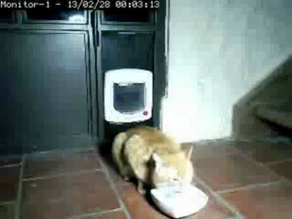 Cat burgler