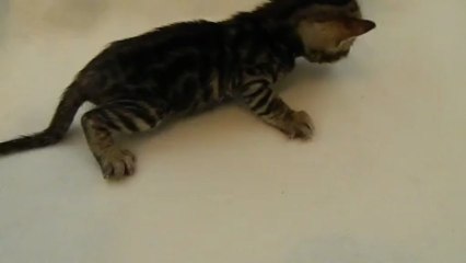 Iron des Edenbengals à trois semaines