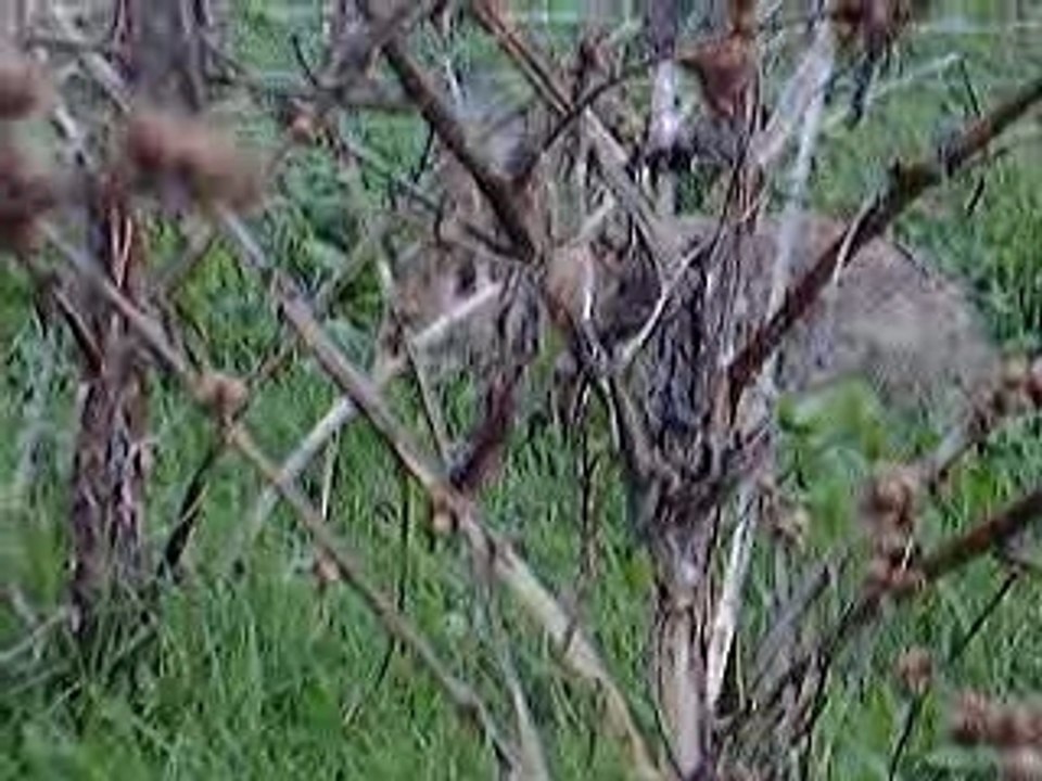 Lapin